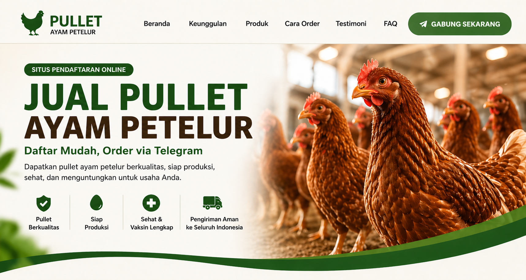 Pullet Ayam Petelur